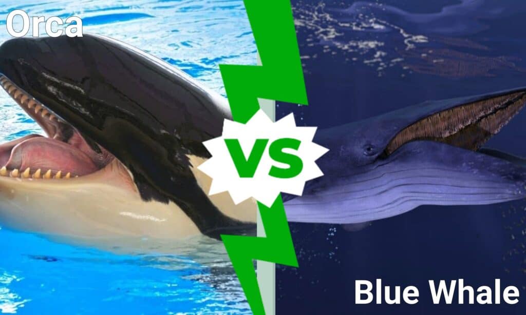 Orca contro balenottera azzurra