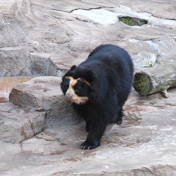 Orso dagli occhiali che cammina sulle rocce