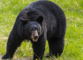 Orso nero nordamericano
