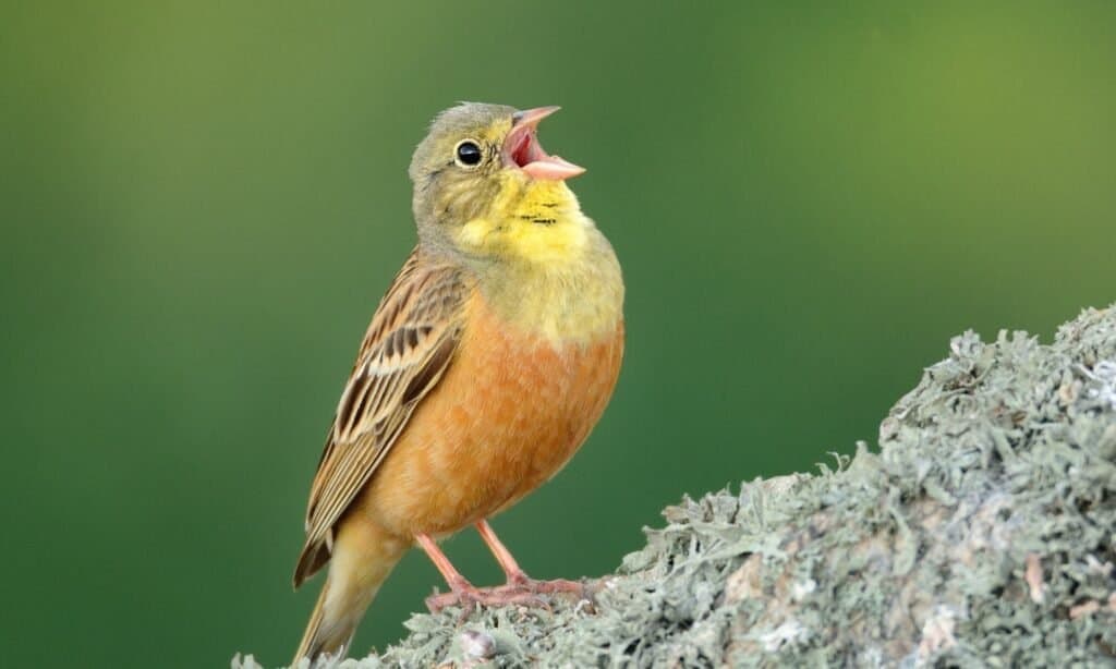 Canto Ortolano Bunting (Emberiza hortulana) arroccato su una roccia.  I maschi hanno una testa grigio-verdastra insieme a una gola gialla, baffi in picchiata e anello intorno all'occhio.