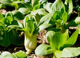 Pak Choi vs Bok Choy