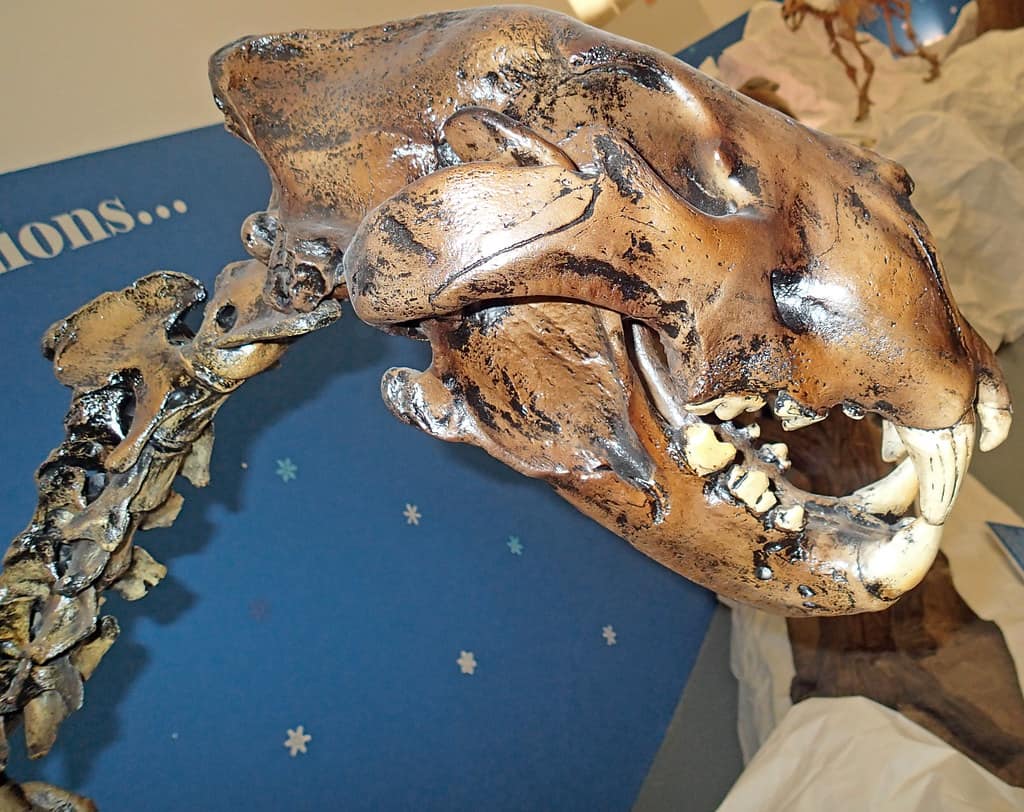 Cranio e collo di Panthera atrox (leone fossile nordamericano) (Pleistocene; Nord America)