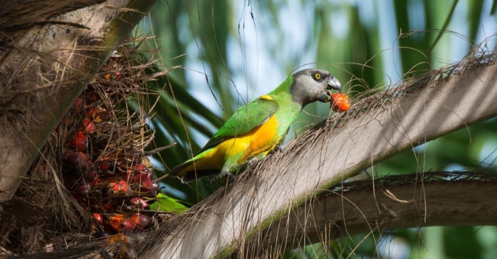 Un pappagallo del Senegal che mangia la frutta da una palma