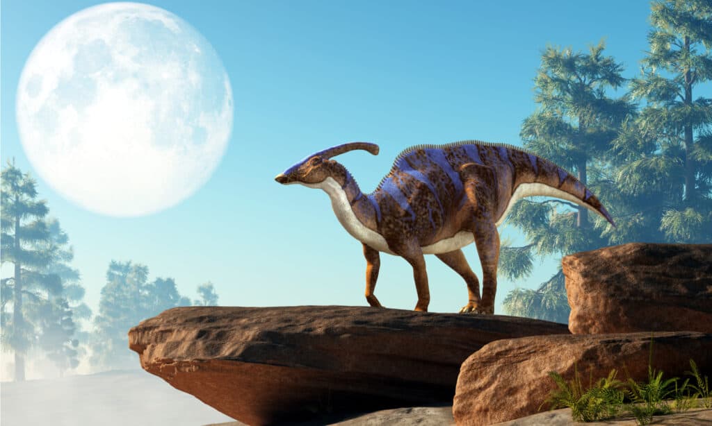 Un Parasaurolophus, un tipo di dinosauro ornitopode erbivoro della famiglia Hadrosaur, si trova su una roccia sotto una luna piena che è nel cielo in un pomeriggio del Cretaceo.