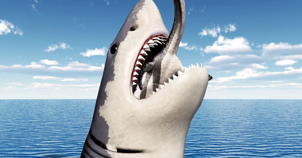 Denti del grande squalo bianco - Mangiare il grande squalo bianco