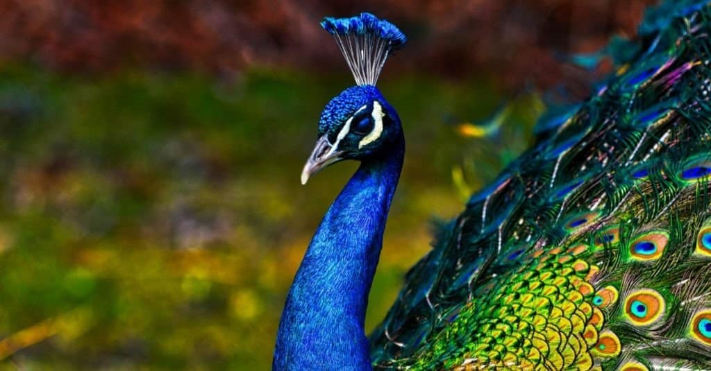 Pavone - pavone con coda aperta, bellissimo esemplare rappresentativo di pavone maschio in grandi colori metallici