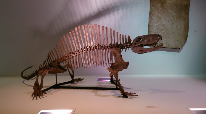 Pelicosauri
