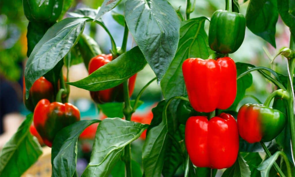 pianta del peperone usata per la paprika
