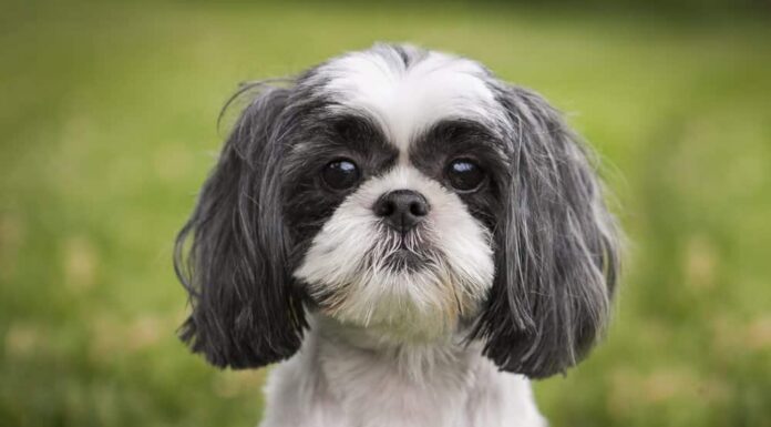 Shih Tzu (Canis familiaris) - portrait