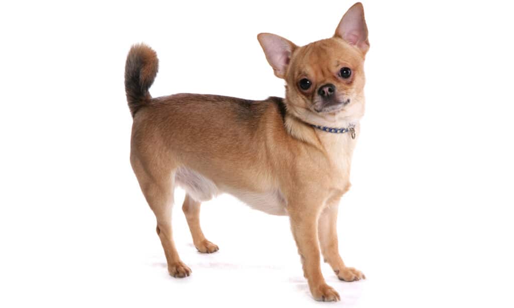 Chihuahua su sfondo bianco