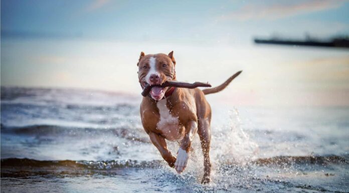 Perché ai cani piacciono i bastoncini e li portano a casa durante le passeggiate?
