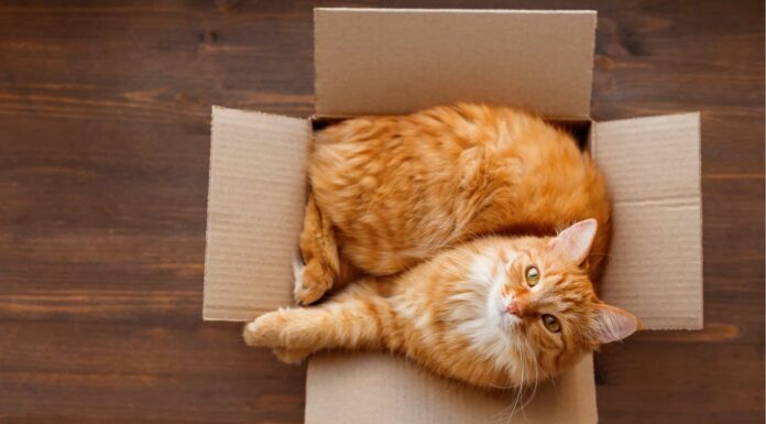 Perché ai gatti piacciono così tanto le scatole (e cosa fare al riguardo)
