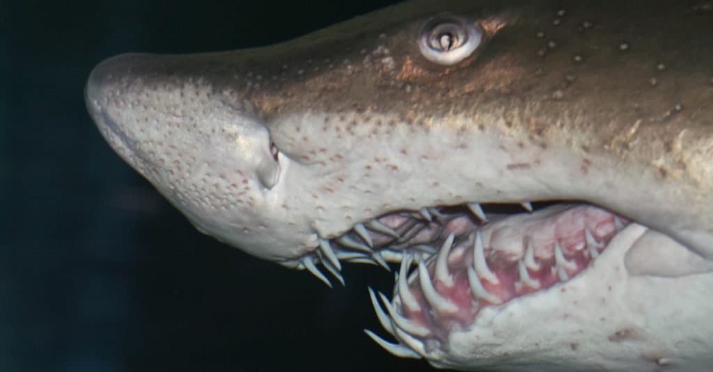 La testa di un grande squalo tigre di sabbia in dettaglio con uno sfondo scuro.