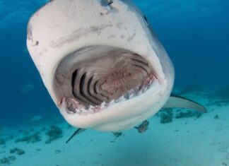 I pescatori guardano mentre la pesca di 600 libbre di marlin viene mangiata prima dagli squali tigre
