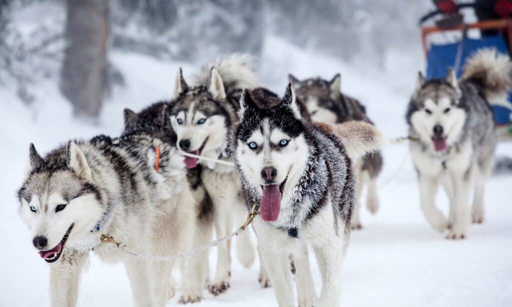 Husky siberiani che trainano una slitta trainata da cani.