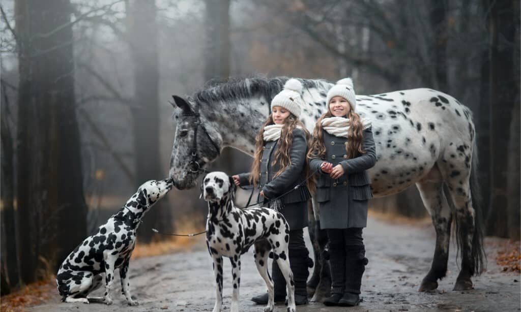 Due dalmati e un cavallo con due bambine