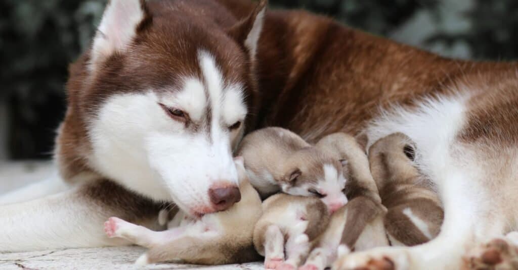 UNSiberian Husky che lecca i suoi cuccioli