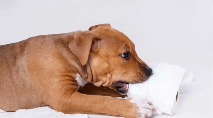 Perché i cani mangiano la cacca e cosa dovresti fare al riguardo
