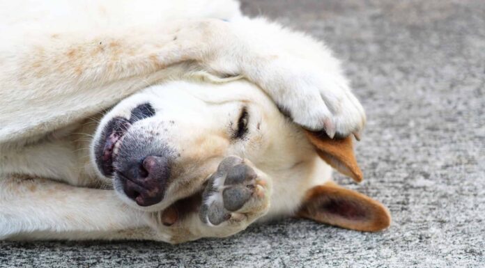 Perché i cani mangiano la propria cacca e cosa fare al riguardo
