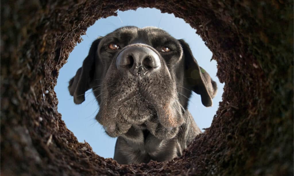 Cane che guarda in un buco nel terreno