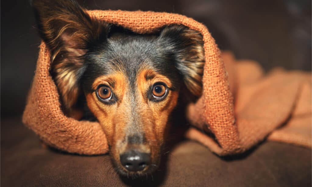 Un cane marrone e nero dall'aria ansiosa avvolto in una coperta arancione