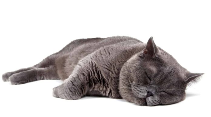 Perché i gatti dormono così tanto?
