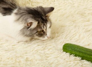 Perché i gatti hanno paura dei cetrioli?
