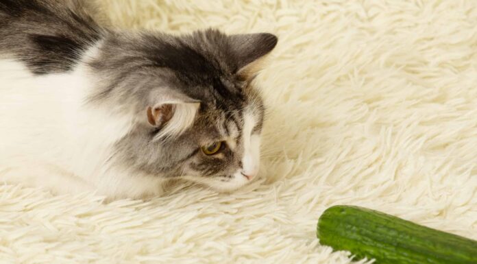 Perché i gatti hanno paura dei cetrioli?

