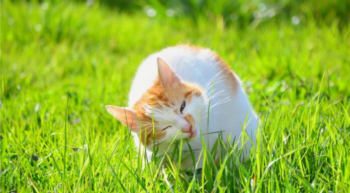 Perché i gatti mangiano l'erba e cosa dovresti fare al riguardo?
