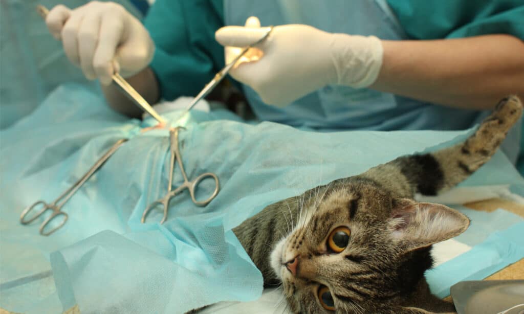 Sterilizzazione chirurgica di un gatto