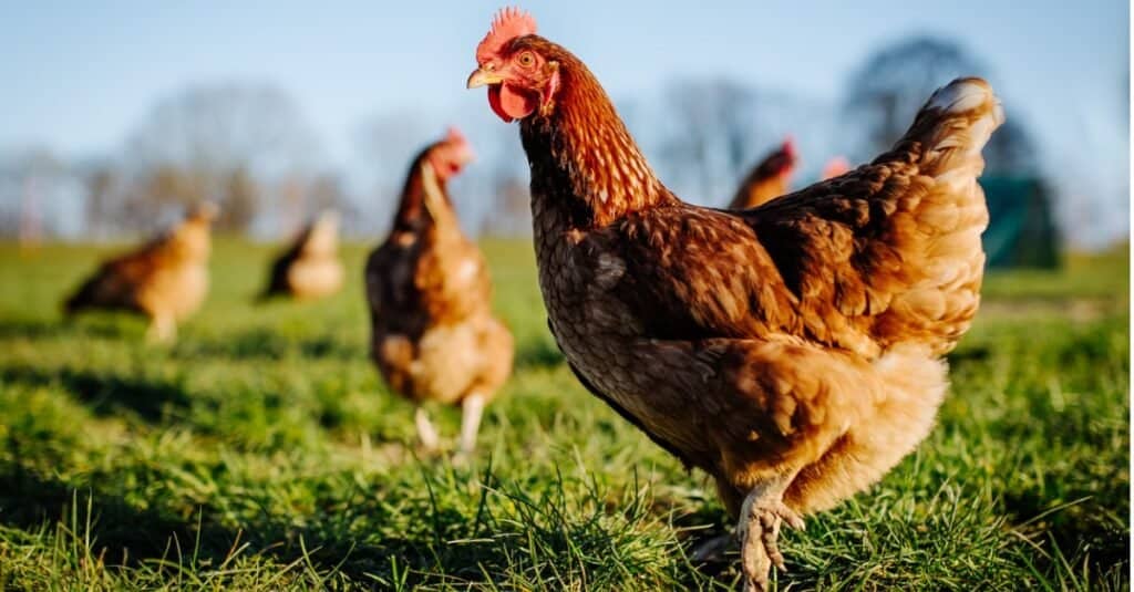 animali che mangiano giovani: pollo