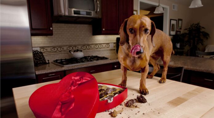  Perché il cioccolato fa così male ai cani?  Quali sono i veri motivi?
