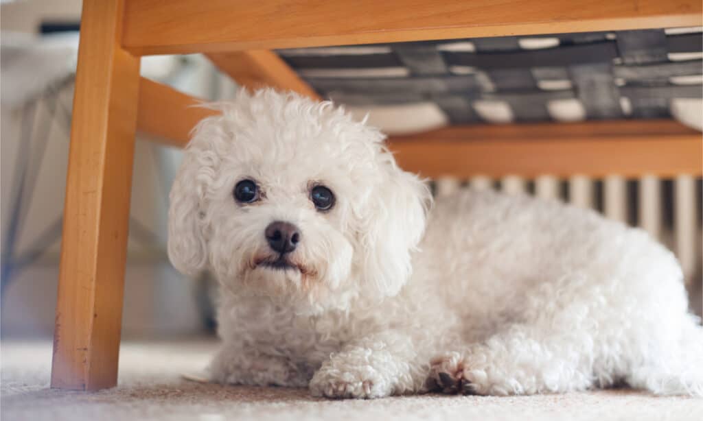 Un cane maltese si nasconde sotto una sedia