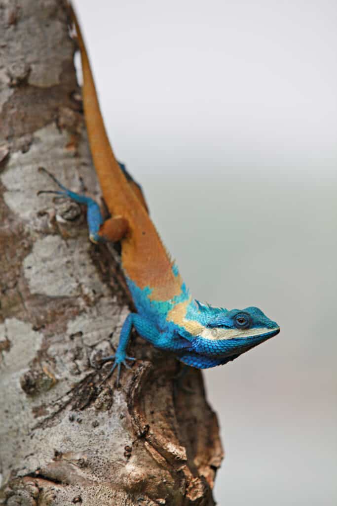 lucertola colorata sull'albero