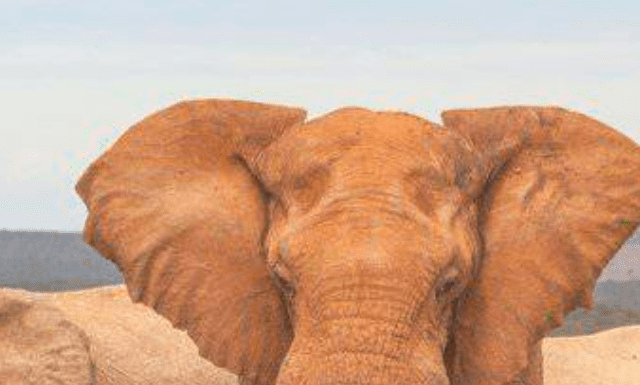 Periodo di gestazione degli elefanti: per quanto tempo gli elefanti sono incinta?
