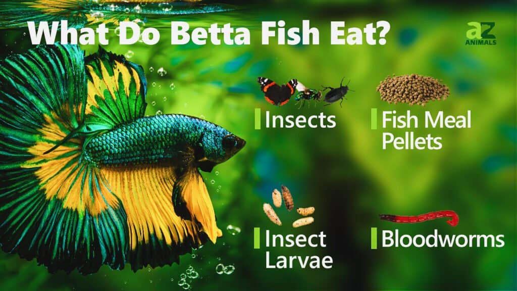 Cosa mangiano i pesci Betta