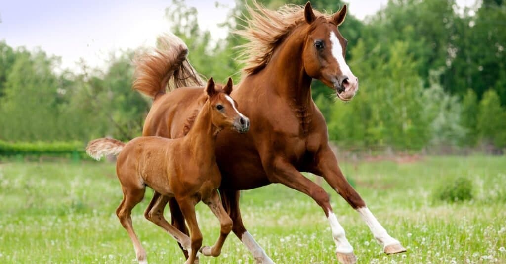 I cavalli più costosi - Cavallo arabo