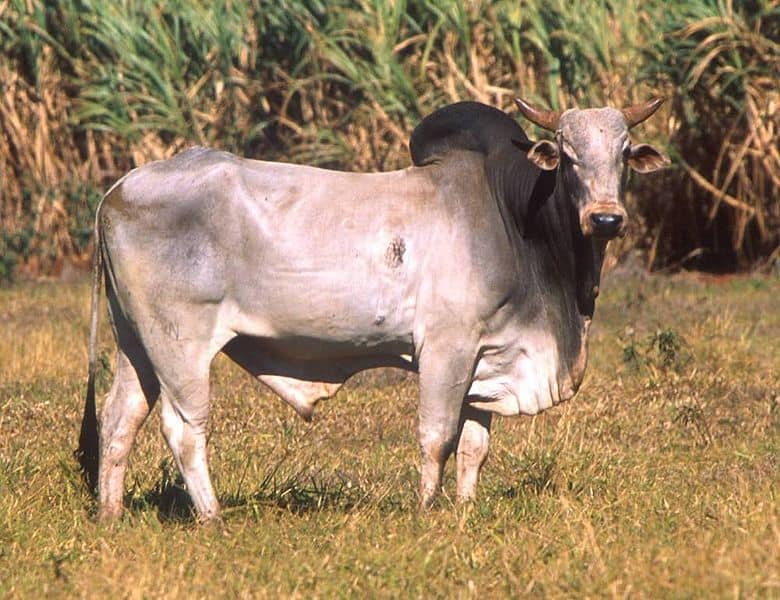 Zebù toro in un campo