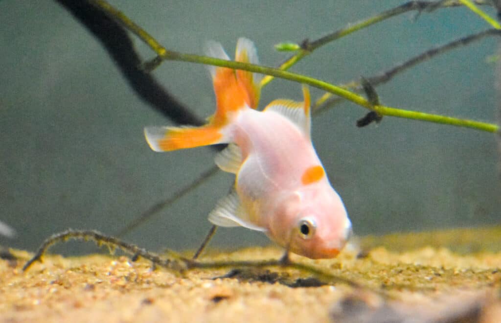 Immagine ravvicinata di un pesce rosso Oranda che nuota nell'acquario.