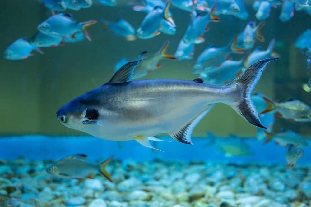 Pesce swai in acquario