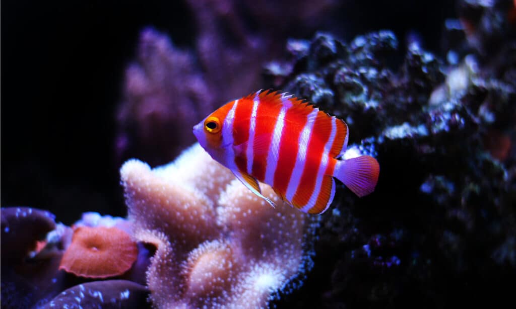 Il pesce angelo menta piperita si nasconderà dai predatori intorno alle grotte e alle barriere coralline vicino al fondo dell'oceano.