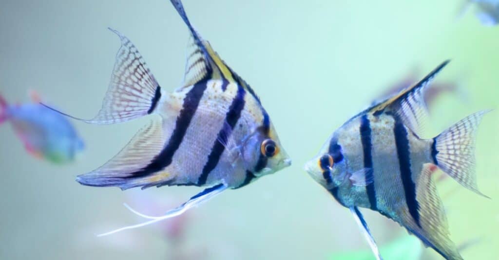 Due pesci angelo d'argento che nuotano faccia a faccia