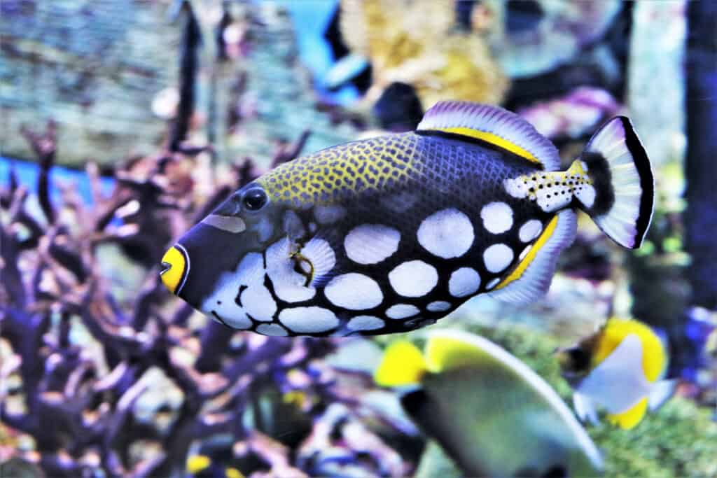 I pesci balestra si trovano normalmente in un ambiente di barriera corallina.