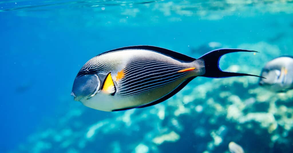 Sohal Surgeonfish nel Mar Rosso