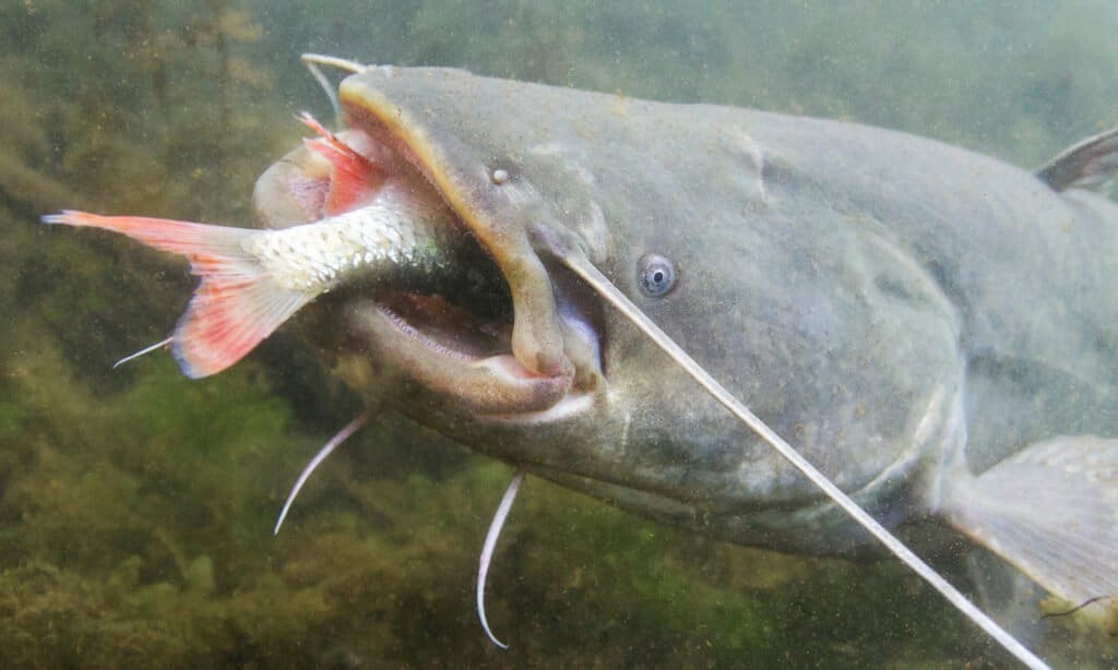 pesce gatto wels con un pesce in bocca