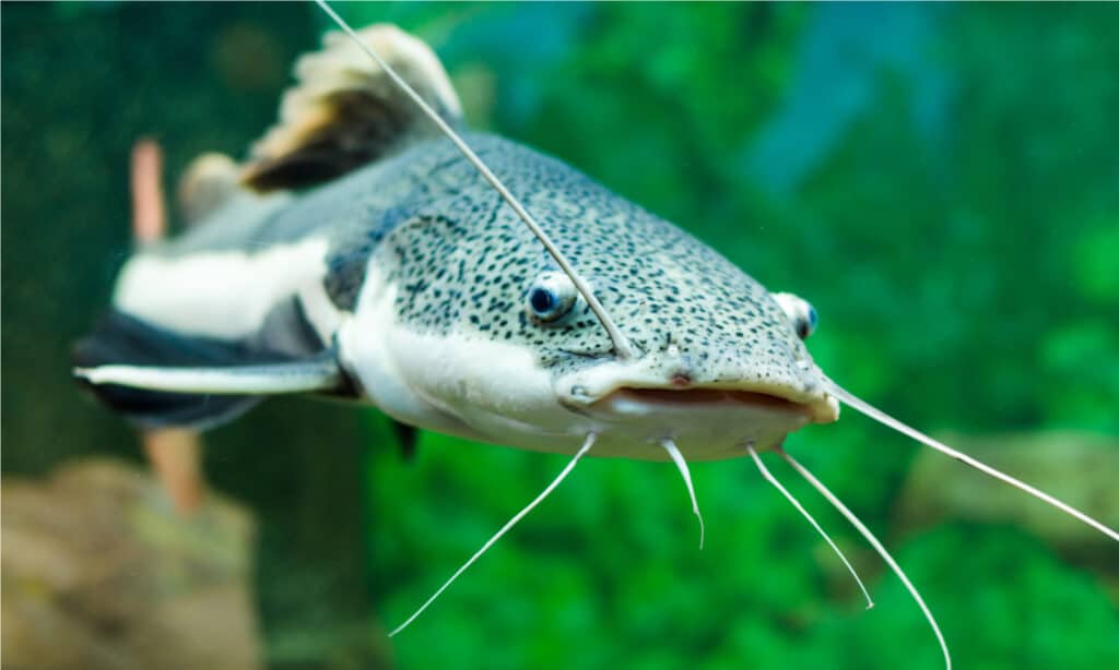 Pesce gatto Redtail nell'acquario.  Il pesce è un pesce gatto dai lunghi baffi.
