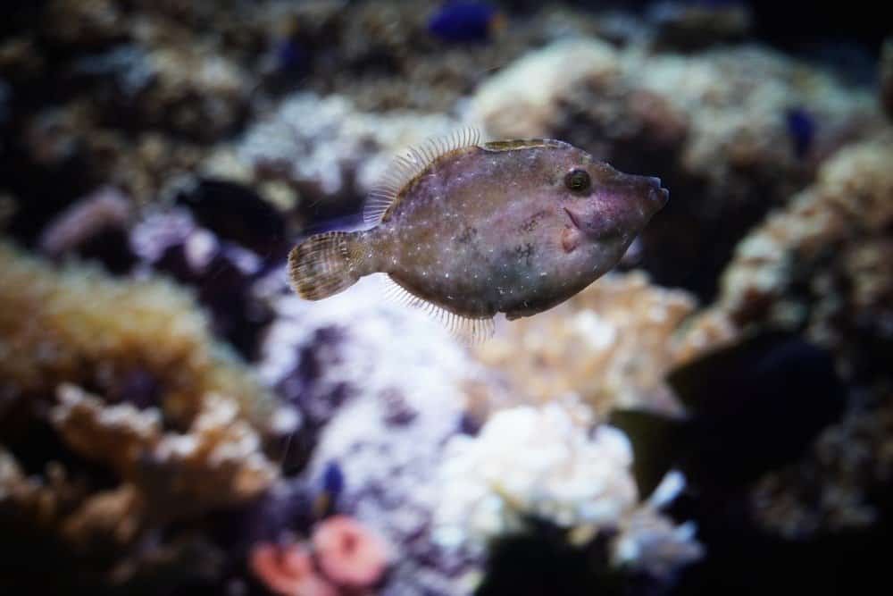 Un piccolo pesce passera da solo intorno ai coralli