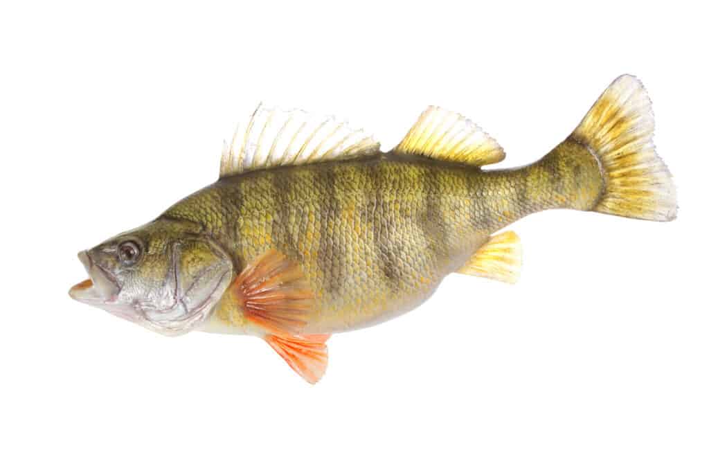 Pesce persico giallo