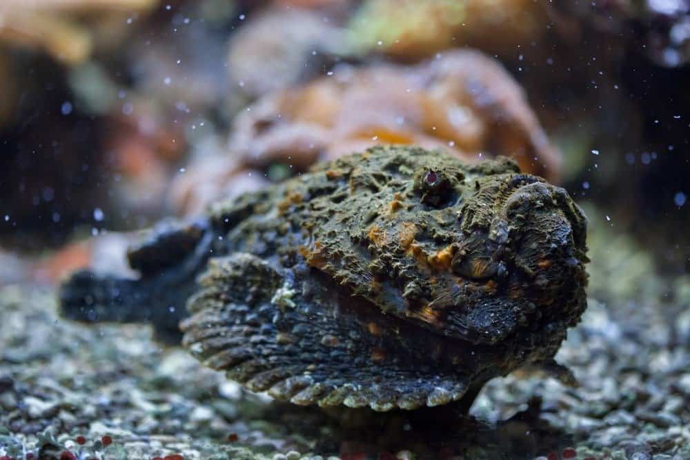 I 10 animali più velenosi - Il pesce pietra della barriera corallina in agguato alla preda