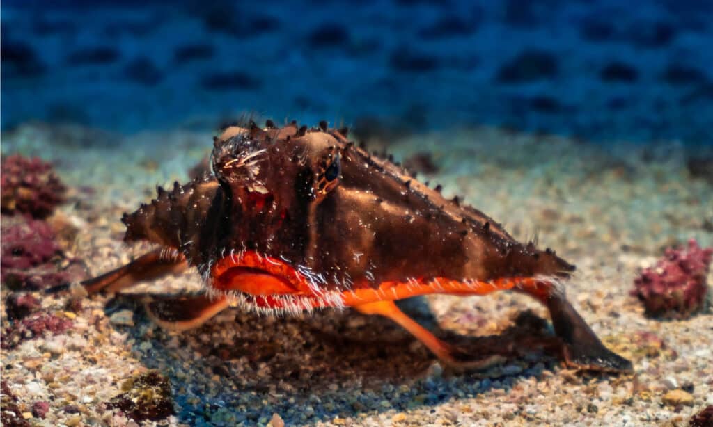 Le pinne del pesce pipistrello dalle labbra rosse non sono adatte al nuoto, quindi "cammina" lungo il fondo del mare.